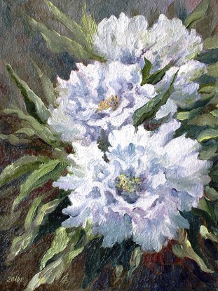 White peonies (etude)