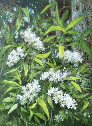 Blooming bird cherry