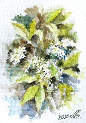 Bird cherry