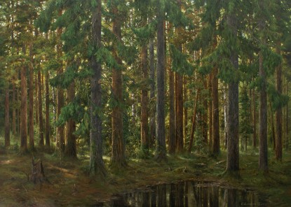 Sunny afternoon in the forest