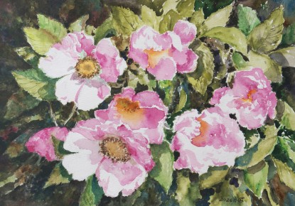 The rosehip is in bloom